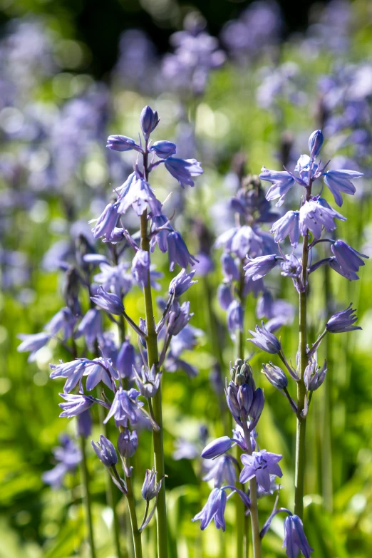 a large group of purple flowers that are growing in the grass