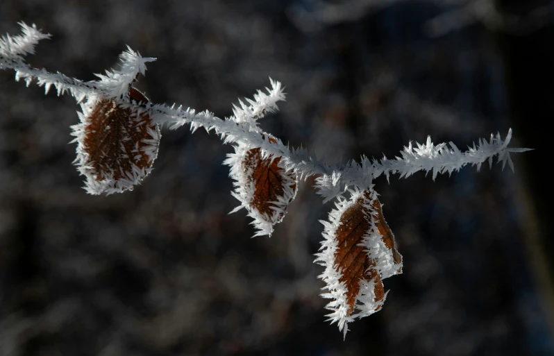 a close up of snow - covered nch with leaves