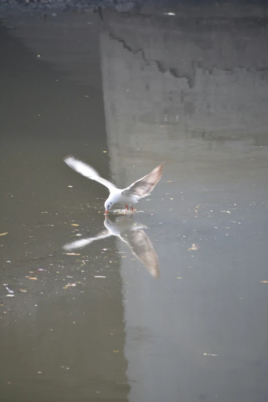 the bird is flying over the calm body of water