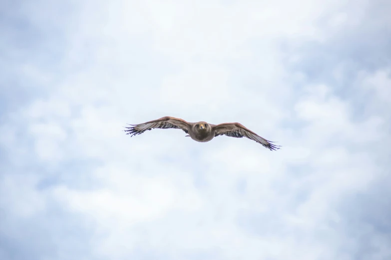 the bird is flying in the air over head