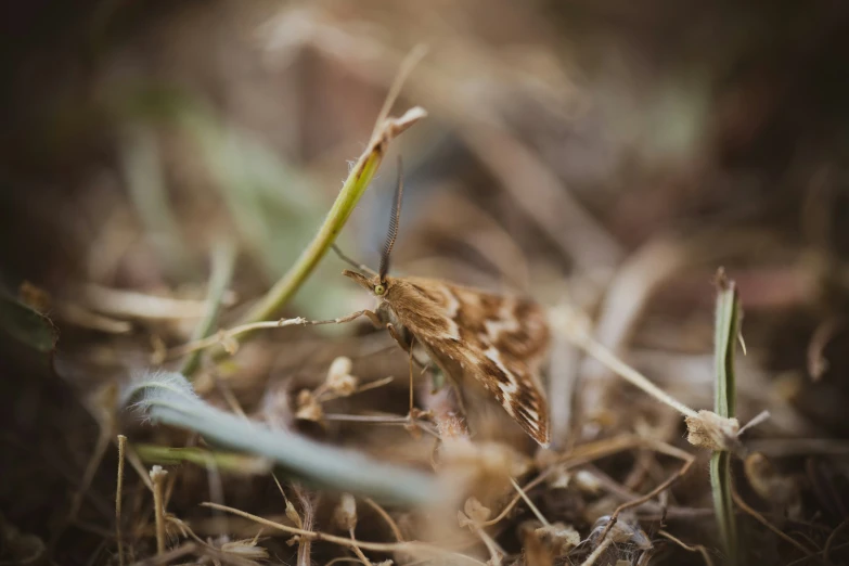 a small bug crawling through the grass