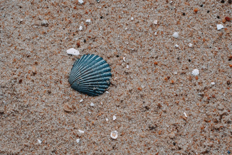 an abstract po of sand and sea shells