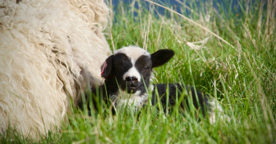 a dog is laying in the grass near a sheep