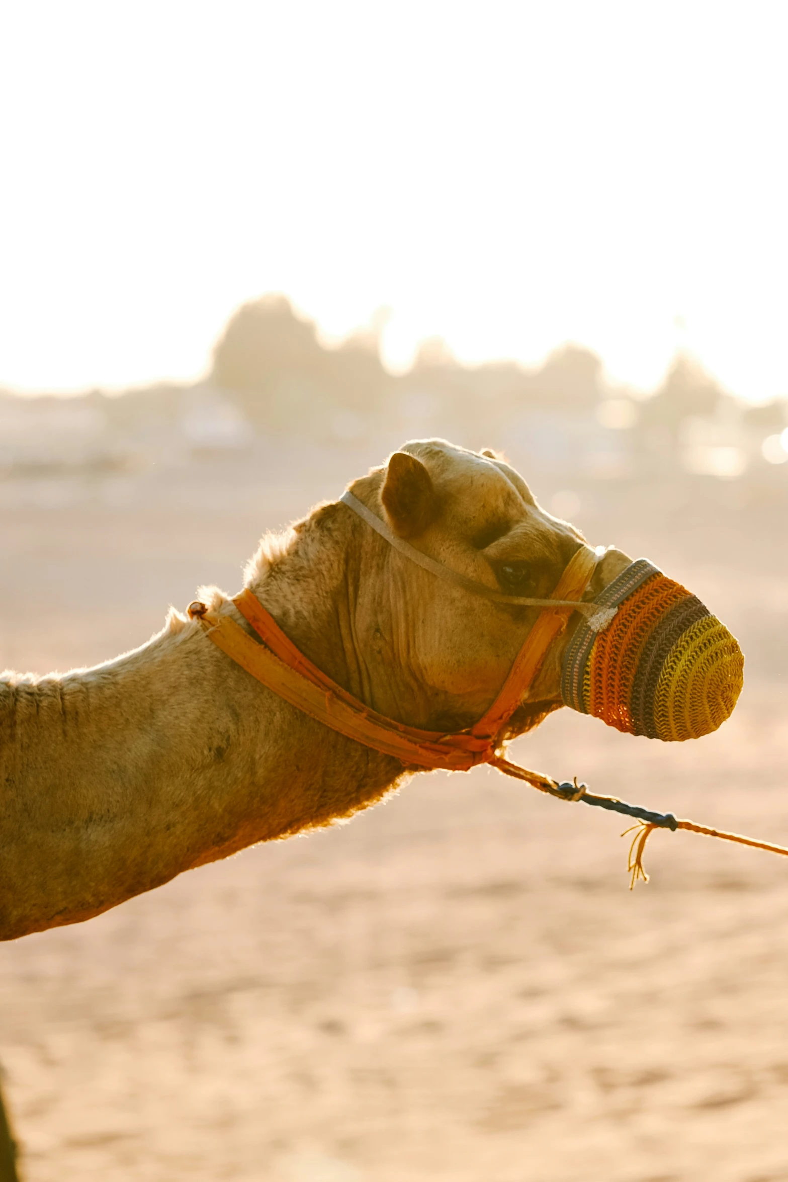 a camel with a hat attached to its head