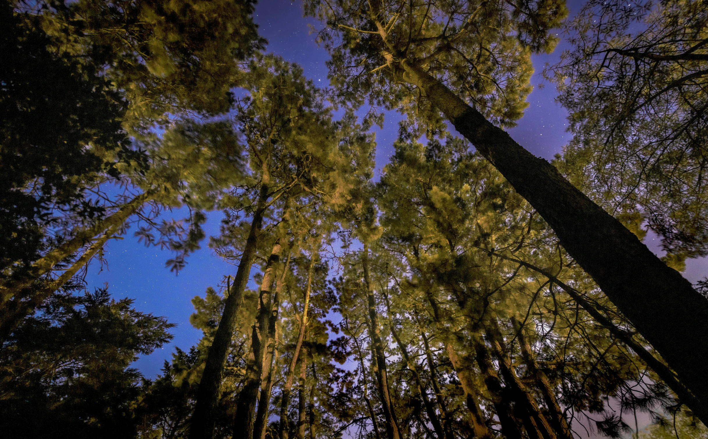 a tree forest with the stars above it