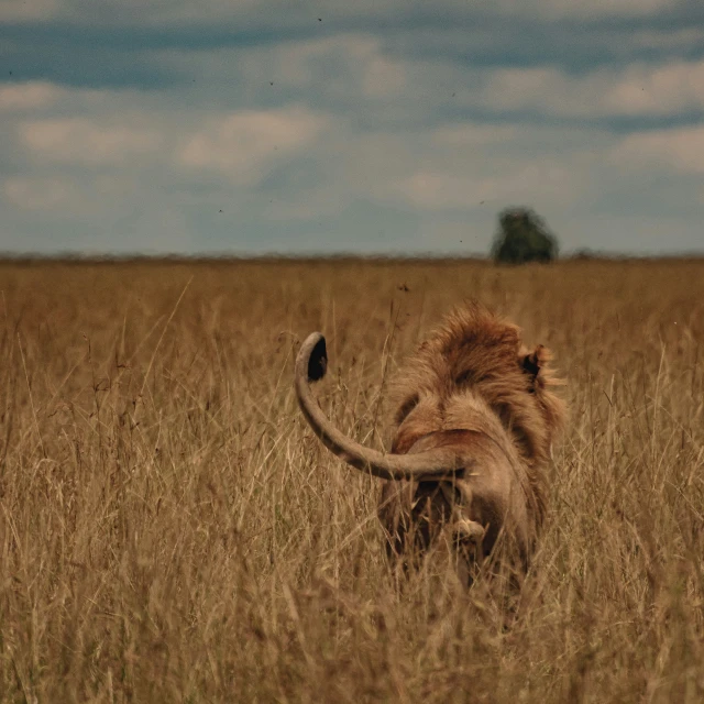 a young lion stands in the tall grass