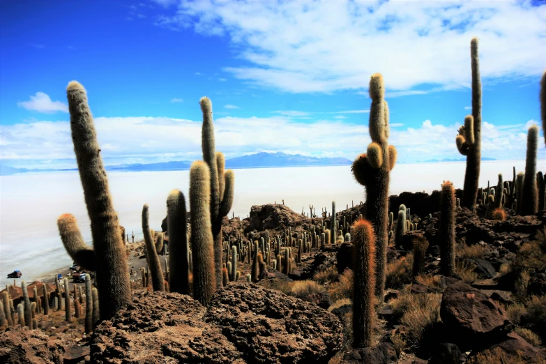 several tall cactus trees surrounded by brown rocks and blue sky