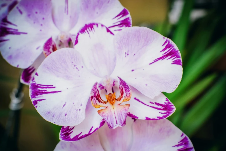 two flowers with purple and white colors are shown