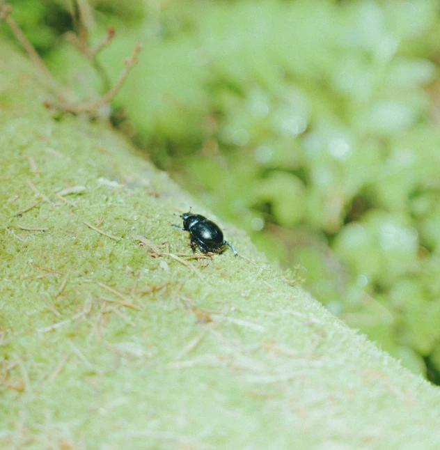 a bug sitting on a leaf with green background