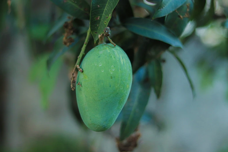 a green fruit that is hanging from a tree