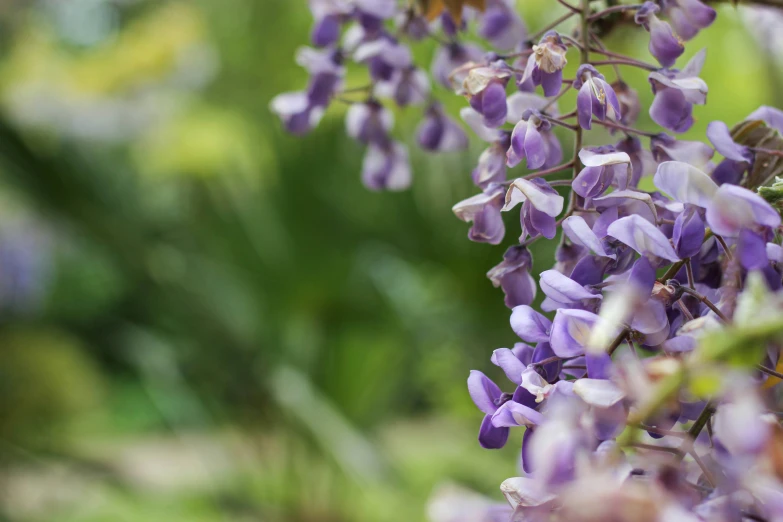 many purple and yellow flowers are next to each other