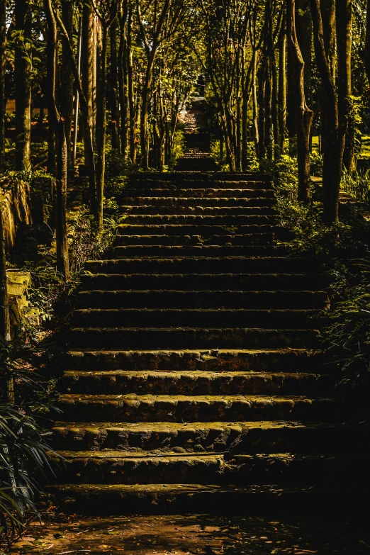 a wooden staircase leads down a forest filled with trees