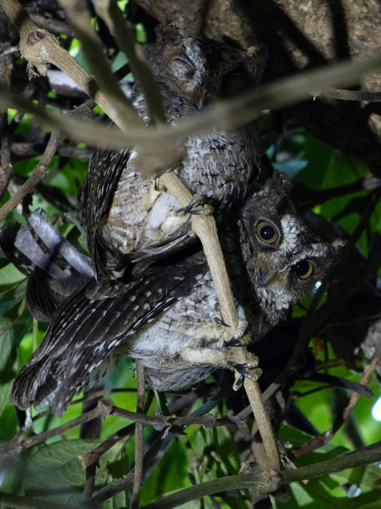 a bird hanging off a nch on top of a tree