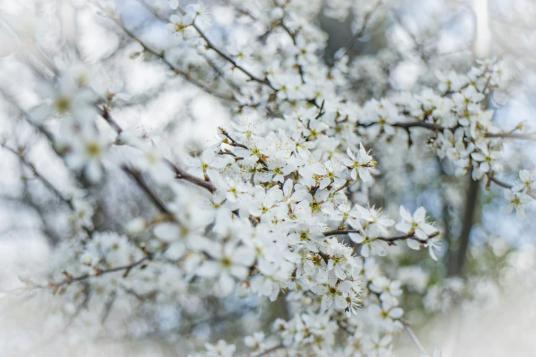 a nch with white flowers, seen through the blurry lens