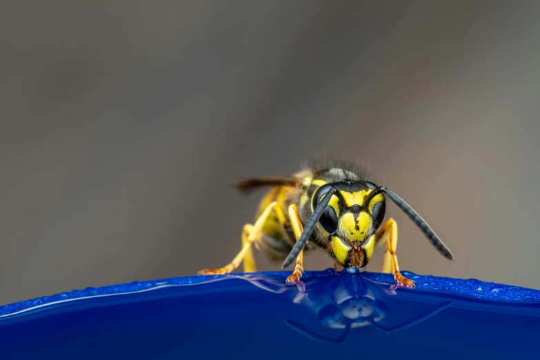 a flying insect is close up in a blue container