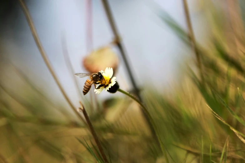 a yellow and black bee flying over a flower