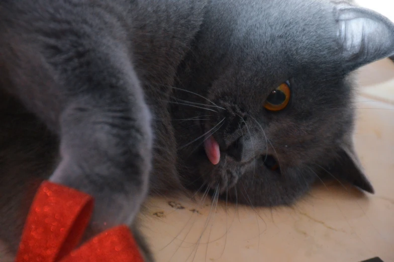 a gray cat on the ground licking a pair of socks