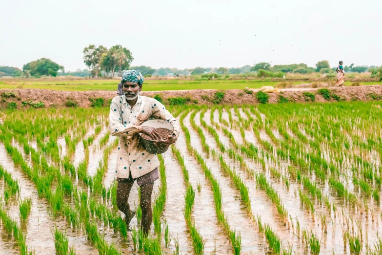 a man walks through a green paddy field