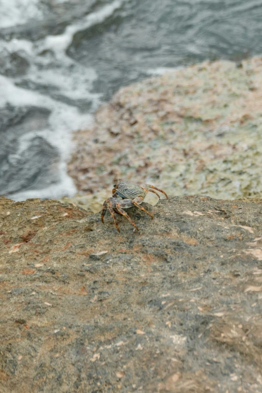 a crab on the side of a rocky cliff