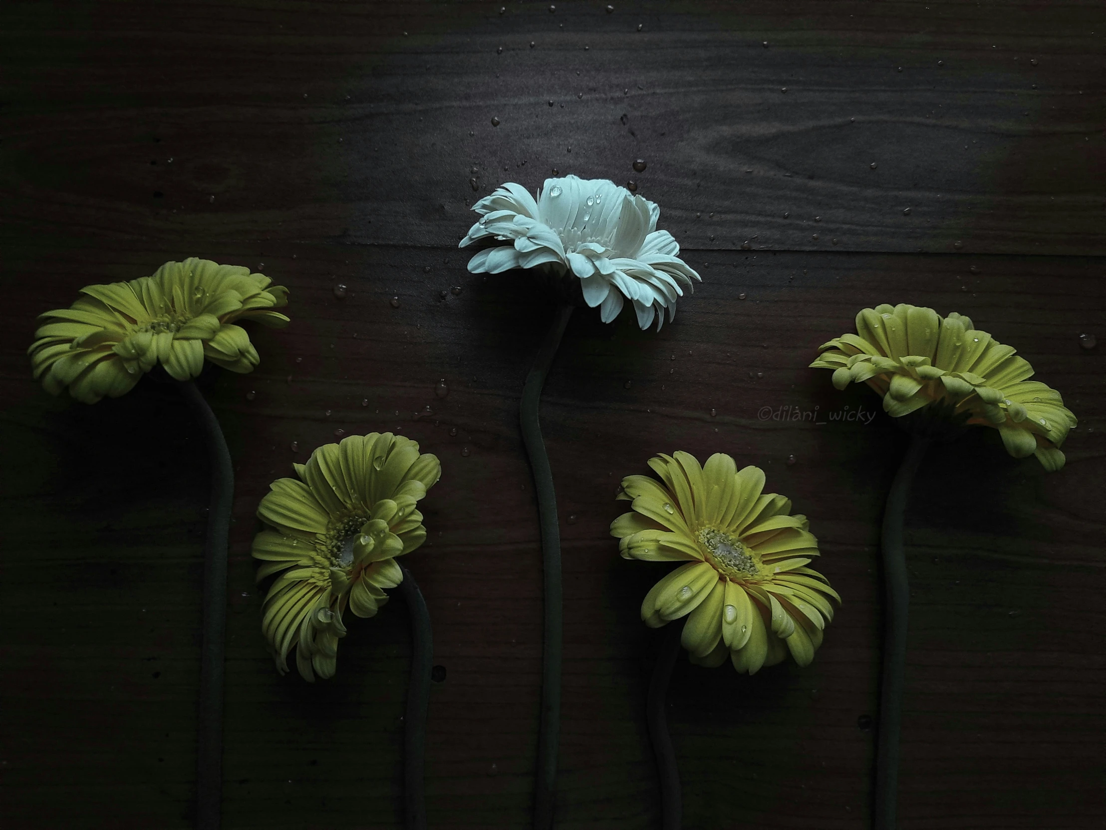 three dead flowers lying on top of a table