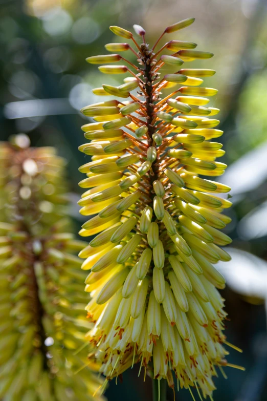 a large flower is blooming on a stem