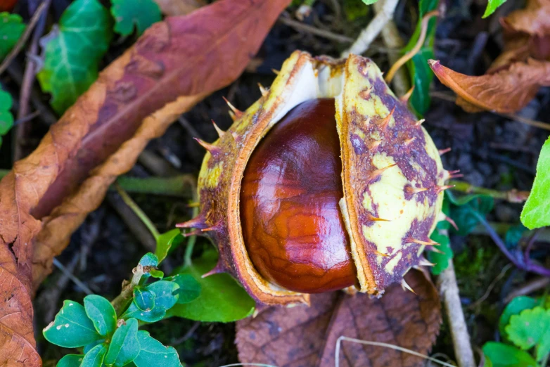 a nut with peeling paint sitting on the ground