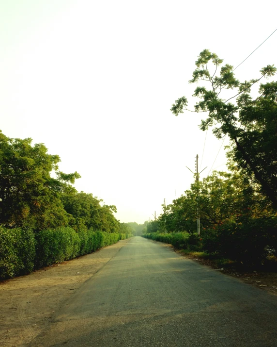 an empty road is shown with trees and power lines