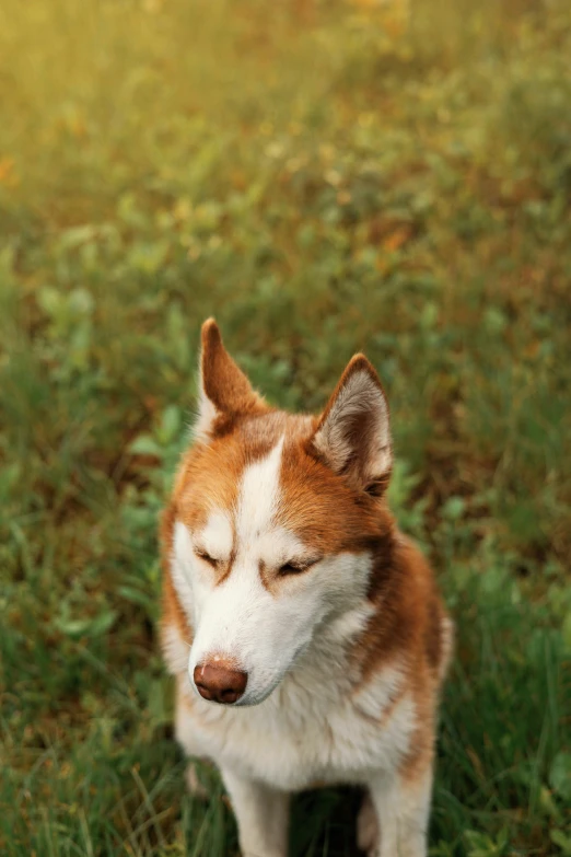 a red and white husky dog sleeping in the grass