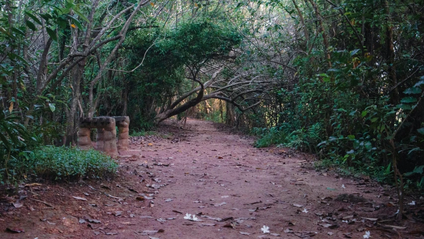 a dirt trail surrounded by lush vegetation and trees