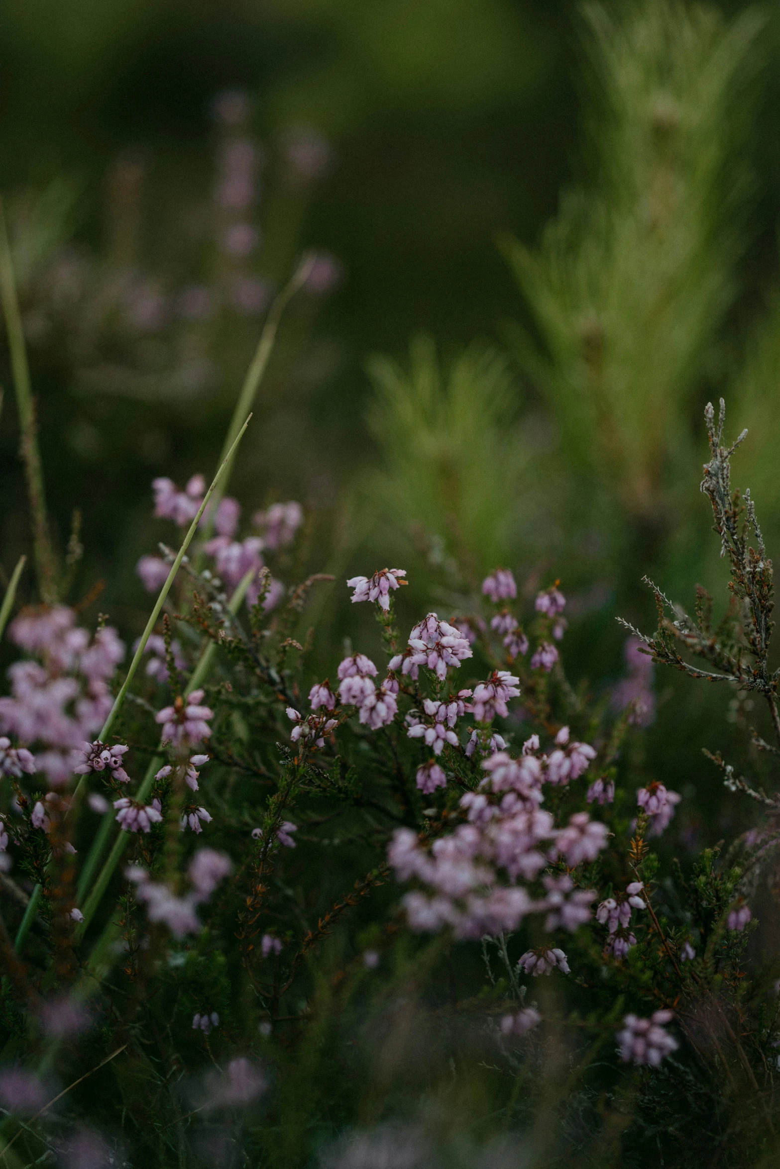 the bird is sitting on some pretty flowers