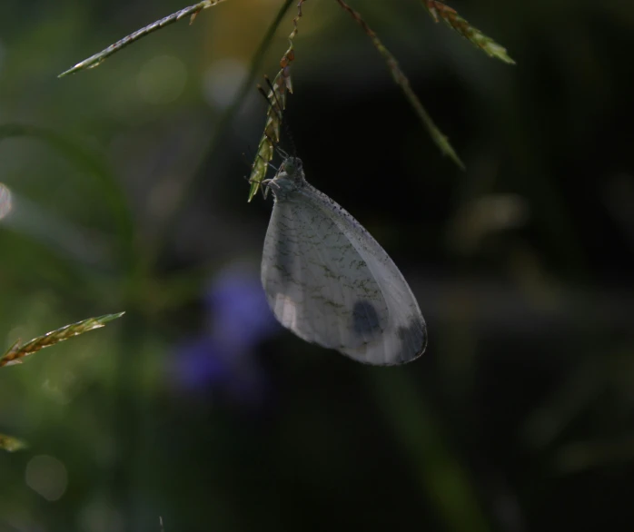 a erfly rests on the tip of a nch