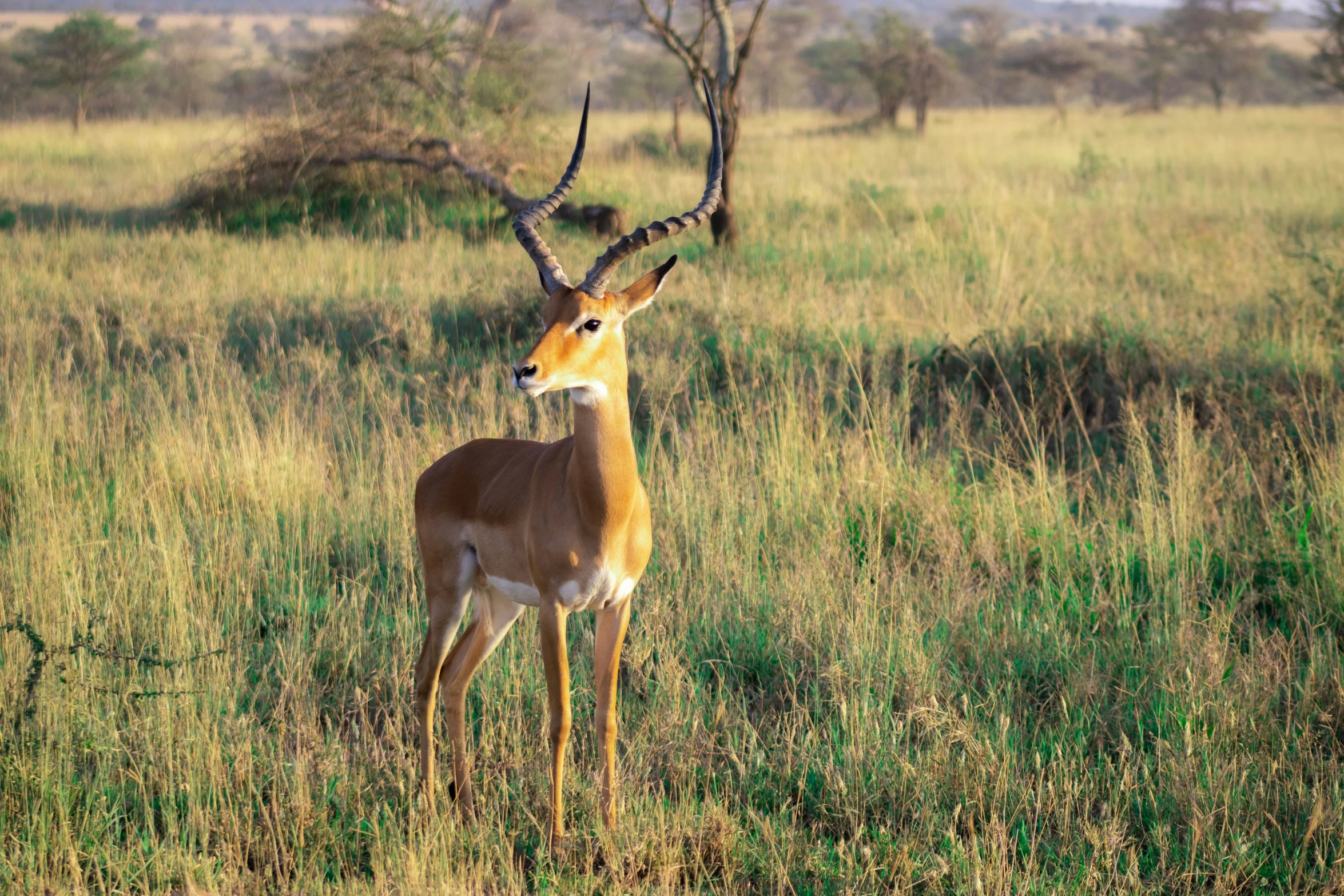 an antelope stands in the tall grass on a savanna