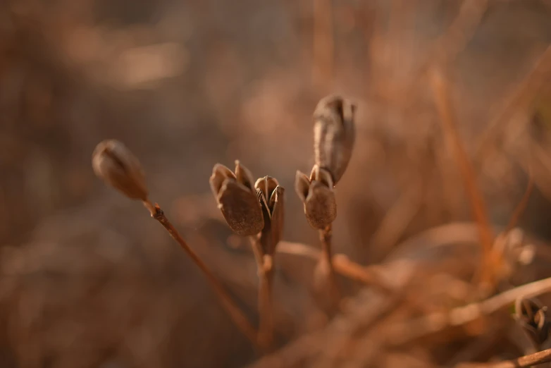 dry plants and leaves that have been grown and dried