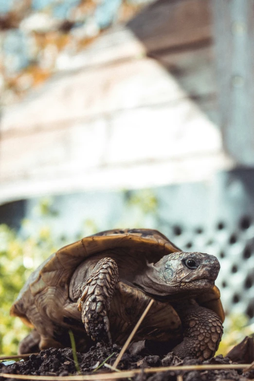 a close up of a small tortoise on the ground