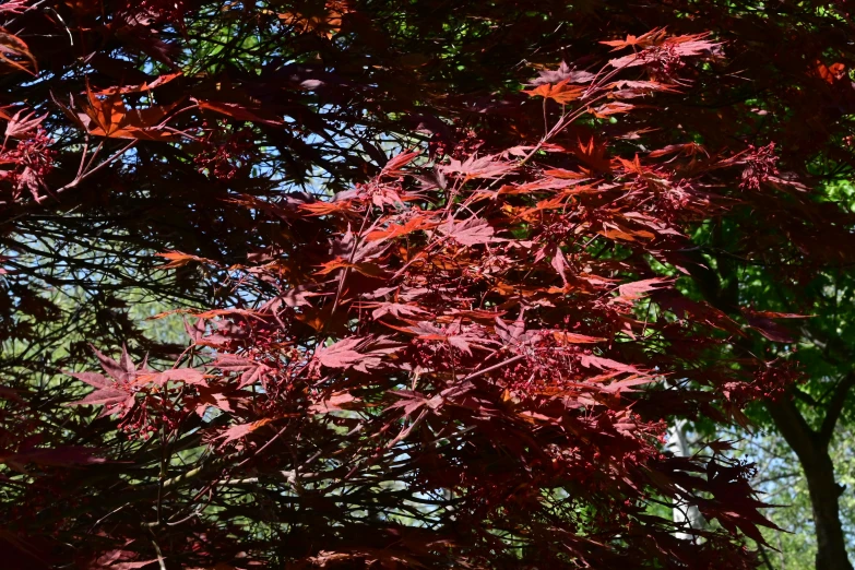 a picture of some trees with red leaves