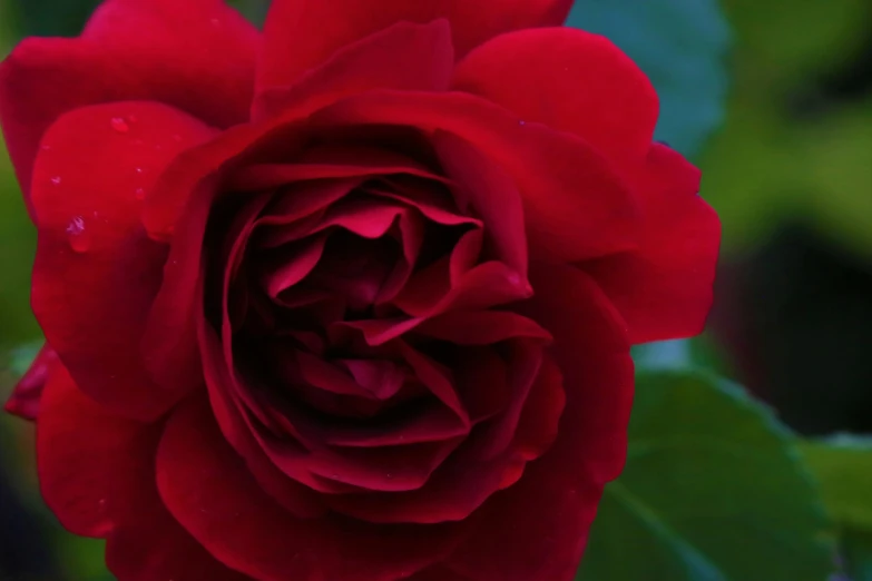 the beautiful, large red rose in full bloom