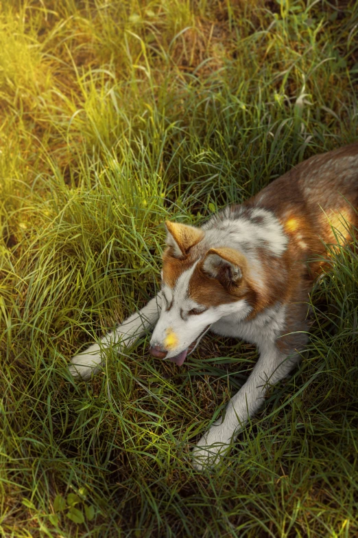 a calico dog lays in tall grass