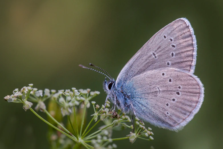 a blue erfly on white flower in a green background