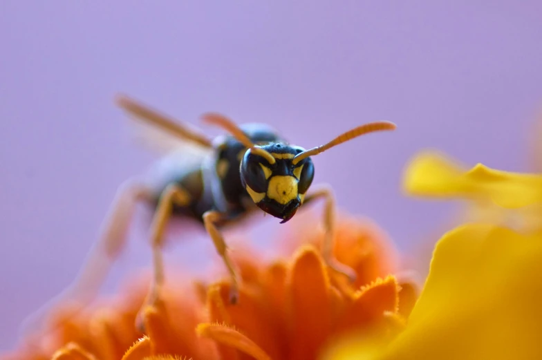 a bee that is on top of some flowers