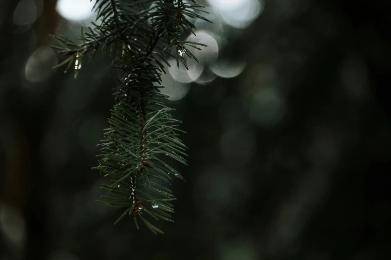 pine needles in the woods covered in raindrops