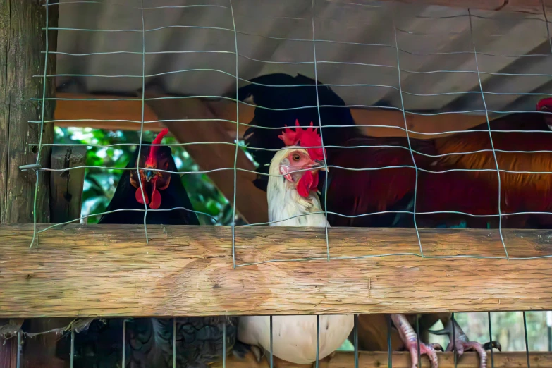 three roosters inside their pen looking through a metal wire mesh