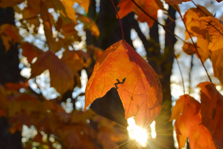 orange leaf in the sun shining behind them