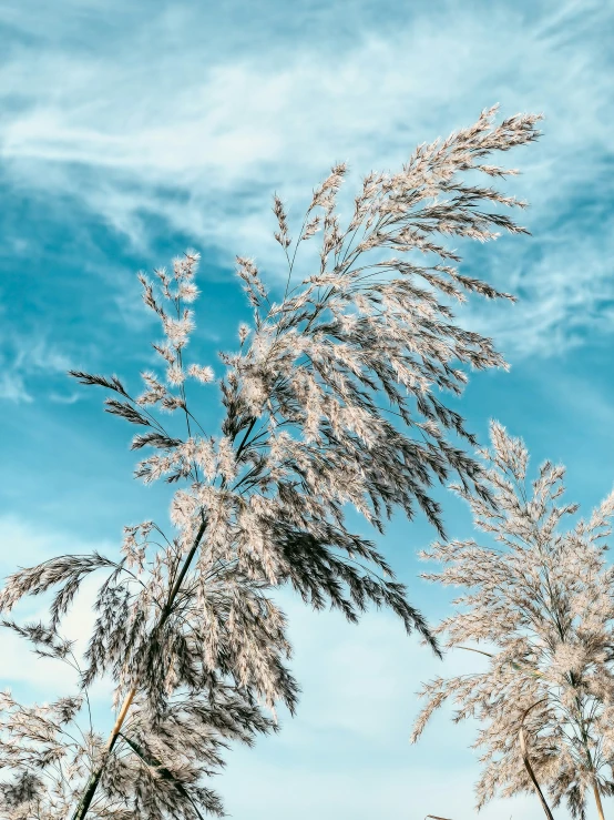 a blue cloudy sky above a tree filled with tall thin leaves