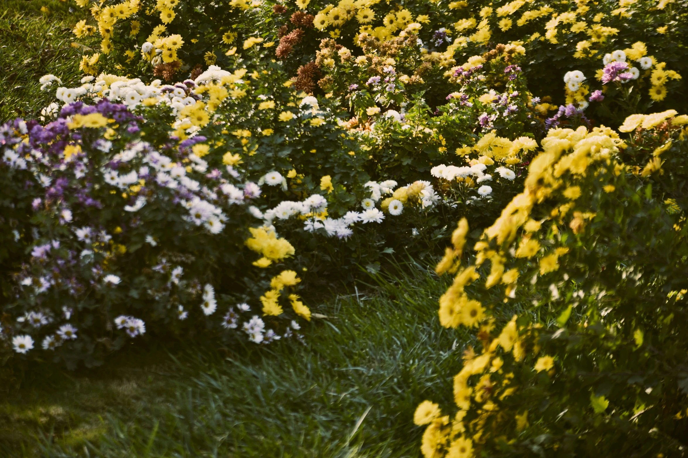 a view of many flowers growing behind some bushes