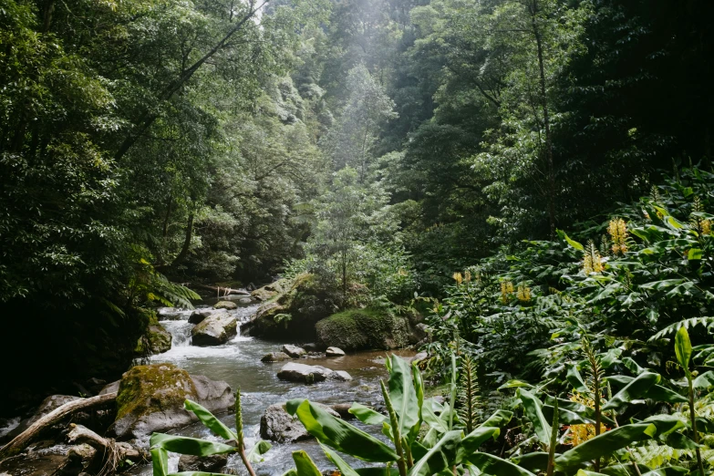 a stream runs through a dense and rocky forest