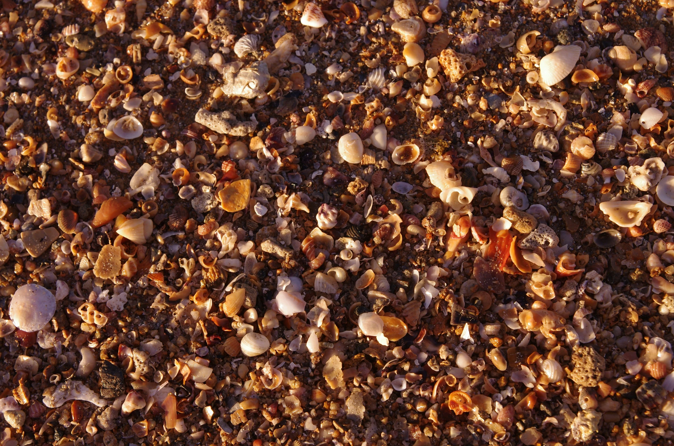 small shells and pebbles cover the sand on the beach