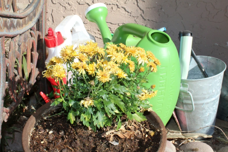 a potted plant with yellow flowers on top of it
