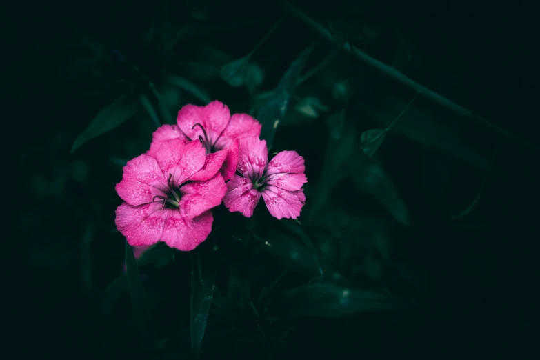 three pink flowers growing out of the ground