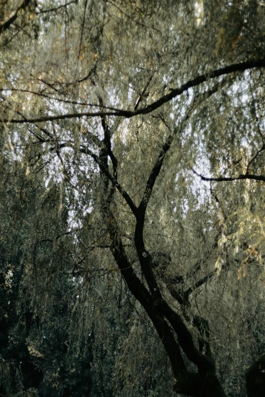 a tree in the foreground and blurred light on the trees