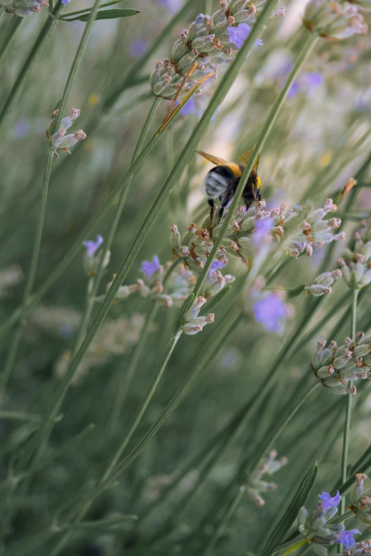 small bird perched on the end of some thin flowers